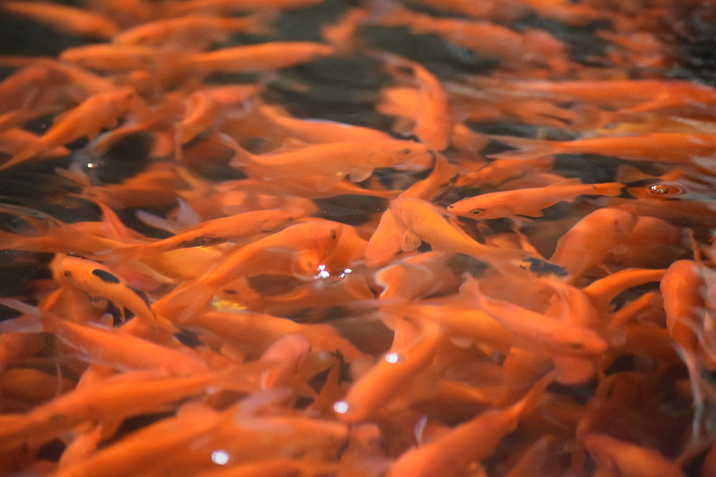 Ozark Fisheries Goldfish